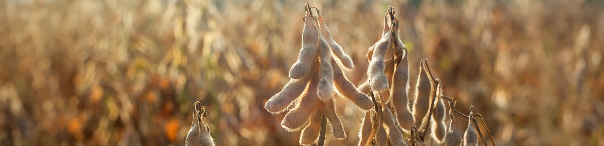 Reife Sojabohnenhülsen im goldenen Morgenlicht auf dem Feld, natürlicher Ursprung des veganen Sojawachses